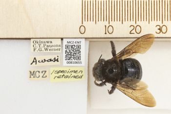Media type: image;   Entomology 810655 Aspect: labels